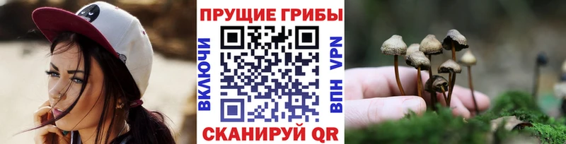 Купить где  Белгород  Псилоцибиновые грибы мицелий 